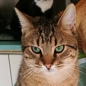 Logo des Chats de la Clouère